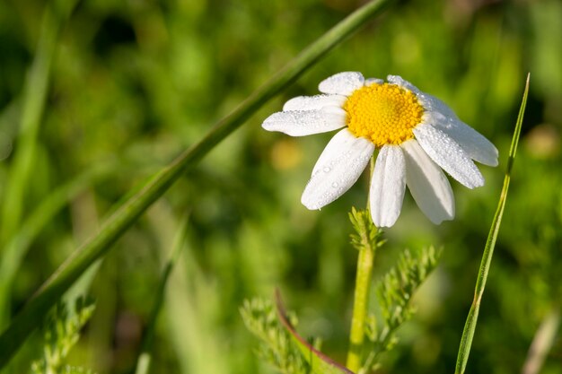 Bellissimo sfondo estivo con fiori a margherita