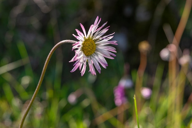 Bellissimo sfondo estivo con fiori a margherita