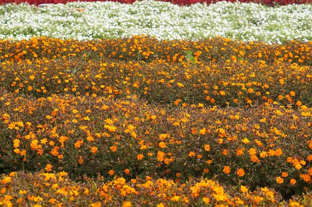 Bellissimo sfondo fiore giardino in fiore