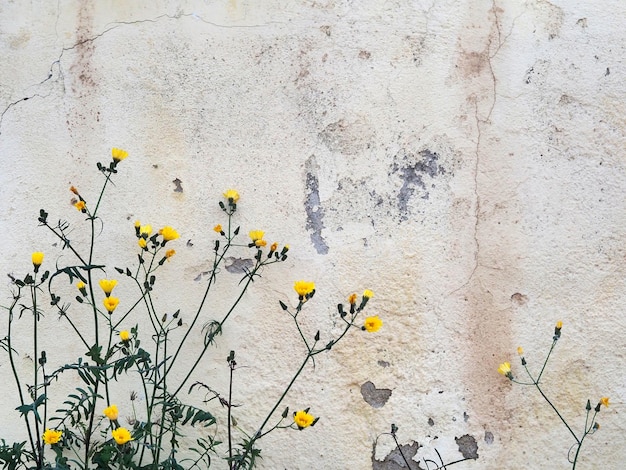 Bellissimo sfondo Fiori gialli luminosi sullo sfondo di un muro grigio scrostato