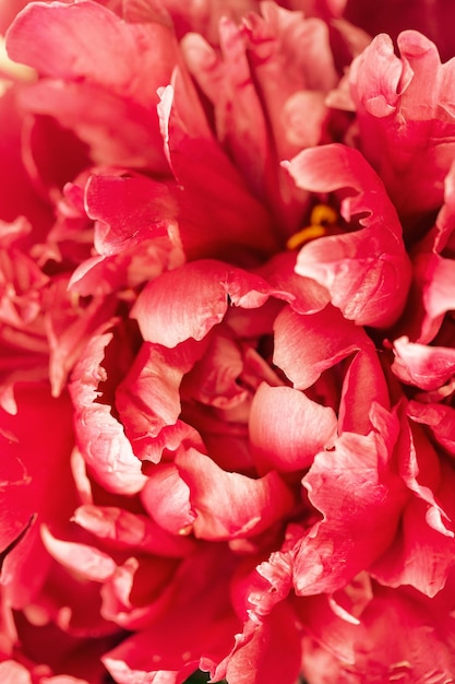 Bellissimo sfondo floreale da peonie rosse. I teneri petali di fiori si chiudono. Sfondo di fiori naturali. Messa a fuoco selettiva.