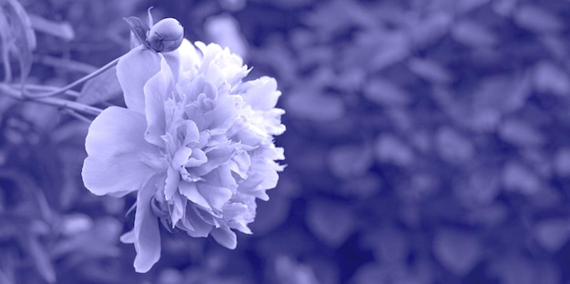 Bellissimo sfondo floreale da sogno con fiori di peonia rosa, bokeh ed effetti di luce.