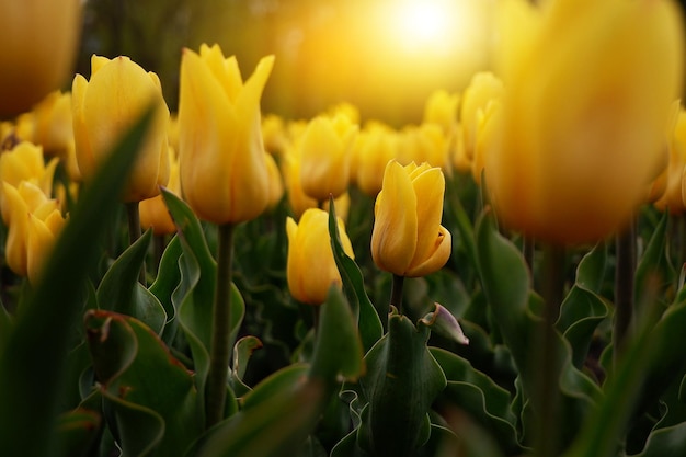 Bellissimo sfondo floreale di tulipani olandesi gialli luminosi che fioriscono nel giardino nel mezzo di una soleggiata giornata primaverile con un paesaggio di erba verde e cielo blu