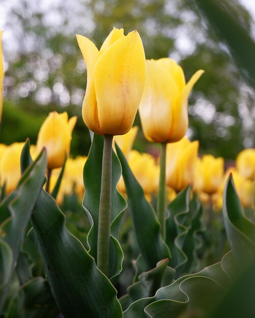 Bellissimo sfondo floreale di tulipani olandesi gialli luminosi