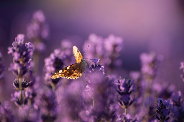 Bellissimo sfondo floreale estivo con delicate farfalle su fiori di lavanda