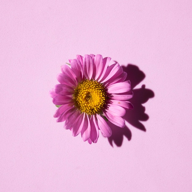 Bellissimo sfondo floreale in colori lilla con fiori di aster