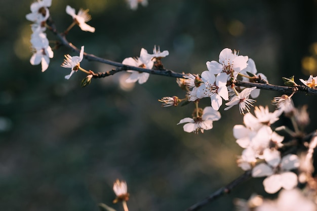 Bellissimo sfondo floreale primaverile verde chiaro Rami di ciliegio in fiore sakura con fiori bianchi