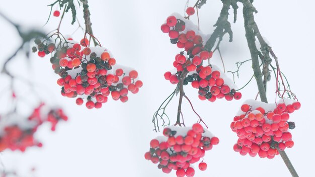 Bellissimo sfondo innevato naturale d'inverno con alberi di rowan congelati bacche rosse di cenere di montagna su un