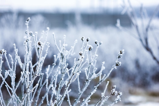 Bellissimo sfondo invernale sulla natura nel parco di viaggio