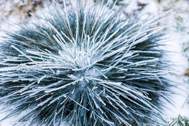 Bellissimo sfondo invernale sulla natura nel parco di viaggio