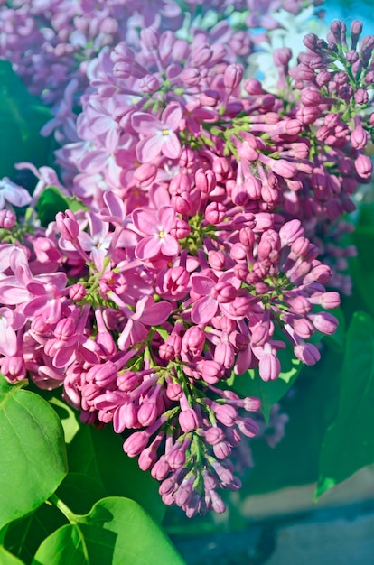 Bellissimo sfondo lilla Fiori viola lilla primaverili