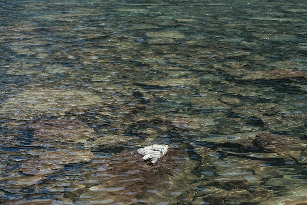 Bellissimo sfondo naturale con pietra nelle acque limpide del lago di montagna. Contesto scenico della natura delle increspature sulla superficie dell'acqua verde blu del lago glaciale. Frammento minimo di lago glaciale con pietra.