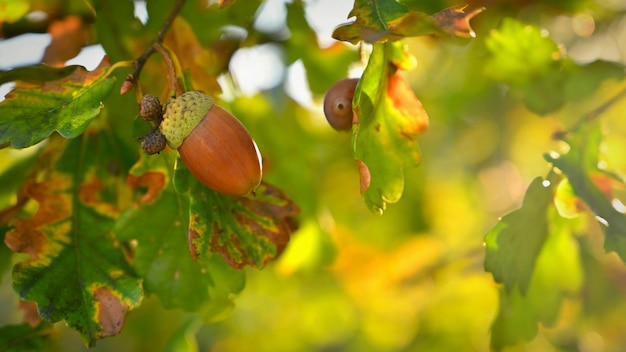 Bellissimo sfondo naturale per il periodo autunnale Frutti della quercia Quercus robur