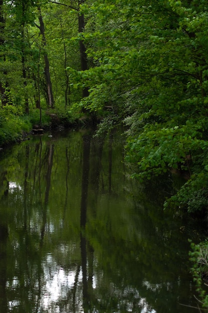 Bellissimo sfondo naturale verde