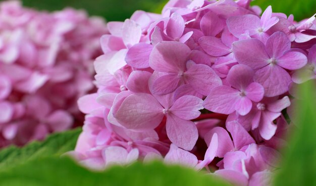 Bellissimo sfondo per computer, telefoni e smartphone. Ortensia, fiori rosa sbocciano in estate al tramonto nel giardino della città.