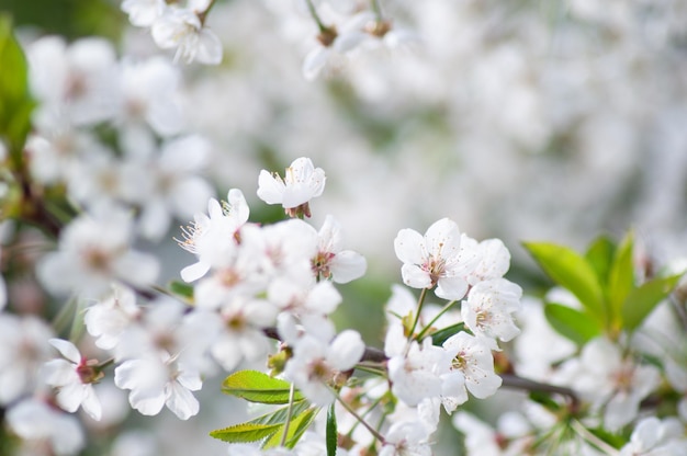 bellissimo sfondo primaverile. alberi da frutto in fiore in primavera.