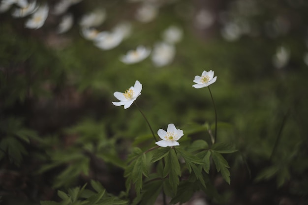 Bellissimo sfondo primaverile con anemoni bianchi fiori in primavera boschi primaverili