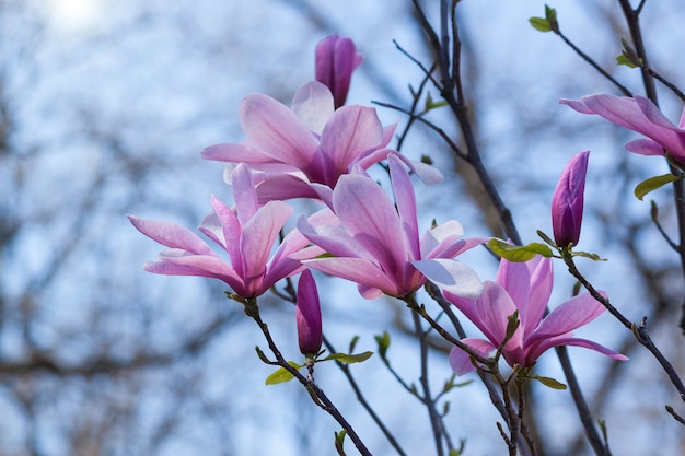 Bellissimo sfondo rosa albero di magnolia