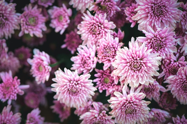 Bellissimo sfondo rosa crisantemo Vista dall'alto e fiore