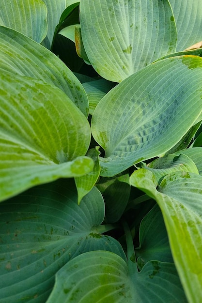Bellissimo sfondo verde di foglie di piante in giardino