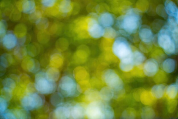 Bellissimo sfondo verde vibrante naturale bokeh astratto Foglie sfocate di alberi secolari e luce solare morbida del tramonto attraverso i rami