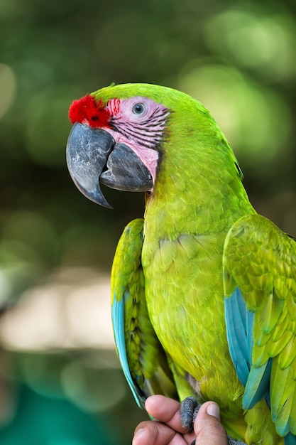 Bellissimo simpatico uccello divertente di pappagallo ara piumato rosso all'aperto su sfondo naturale verde