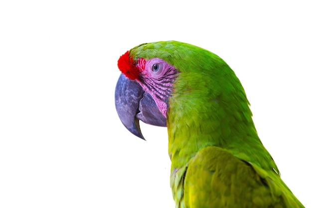 Bellissimo simpatico uccello divertente di pappagallo ara piumato rosso e verde isolato su sfondo bianco