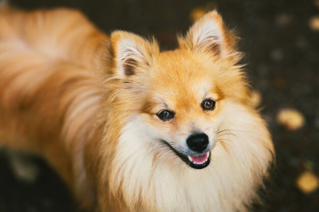 Bellissimo spitz di Pomerania