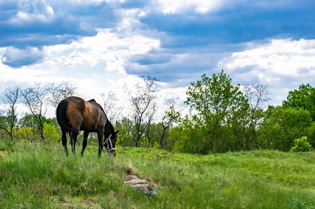 Bellissimo stallone di cavallo marrone selvatico sul prato di fiori estivi
