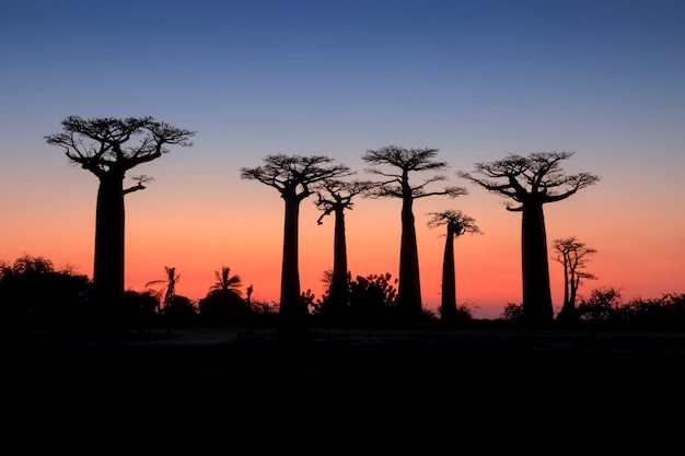 Bellissimo tramonto Baobab Alley. Madagascar. Africa