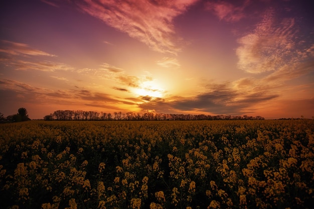 Bellissimo tramonto fantastico su un campo fiorito giallo