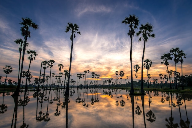 bellissimo tramonto riflesso di sagome Palma