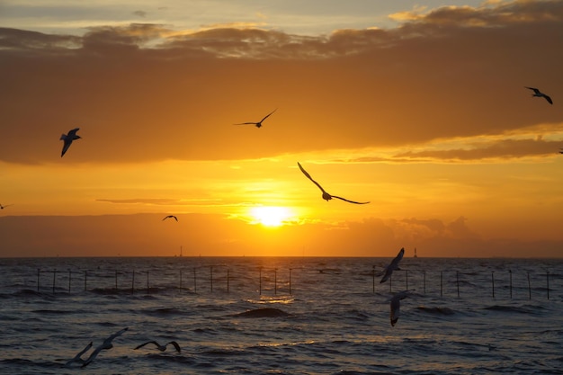 Bellissimo tramonto serale con stormi di uccelli che volano in giro