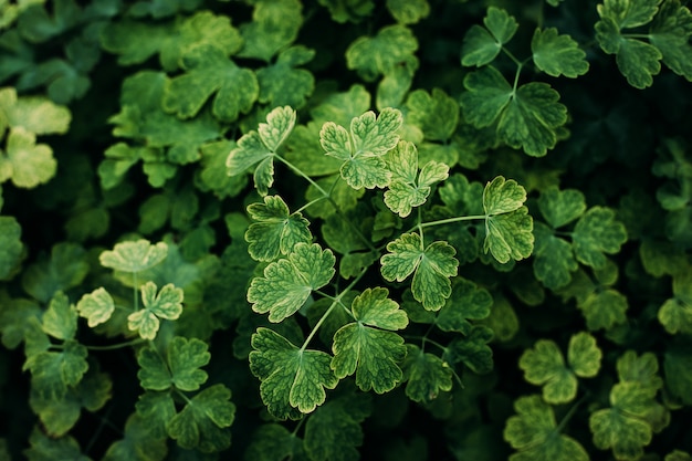 Bellissimo trifoglio verde