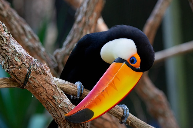 Bellissimo tucano toco colorato nell'albero con becco giallo in Amazzonia