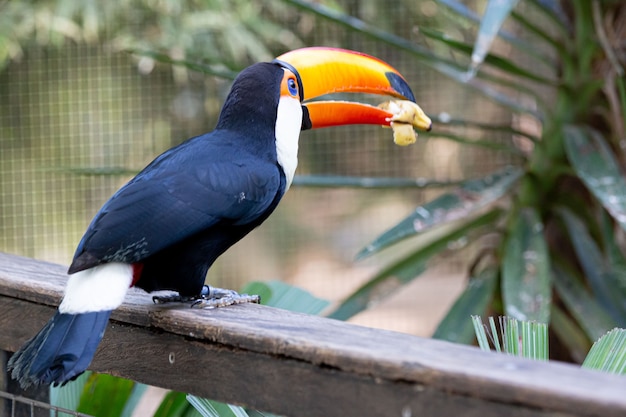 Bellissimo tucano toco colorato nell'albero con becco giallo in Amazzonia