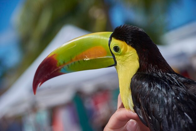 Bellissimo tucano tropicale dai colori vivaci mentre viene accarezzato da una mano umana.