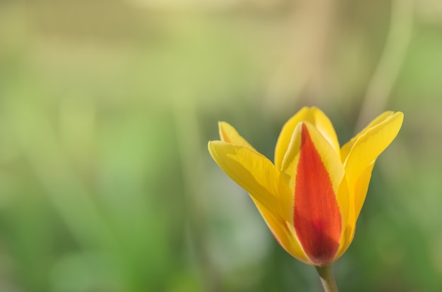 Bellissimo tulipano con striscia Stresa