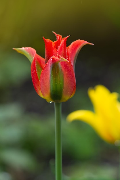 Bellissimo tulipano di fiori arancioni e verdi Green River in crescita