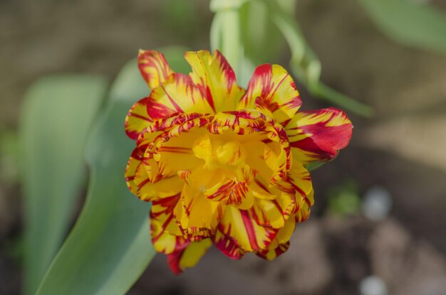 Bellissimo tulipano dorato con striscia