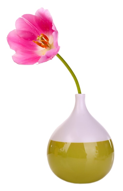 Bellissimo tulipano in vaso isolato su bianco