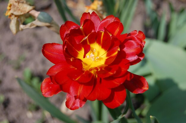 Bellissimo tulipano rosso fiorisce nel giardino primaverile