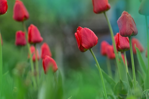 Bellissimo tulipano rosso Parad Tulipani rossi con foglie verdi