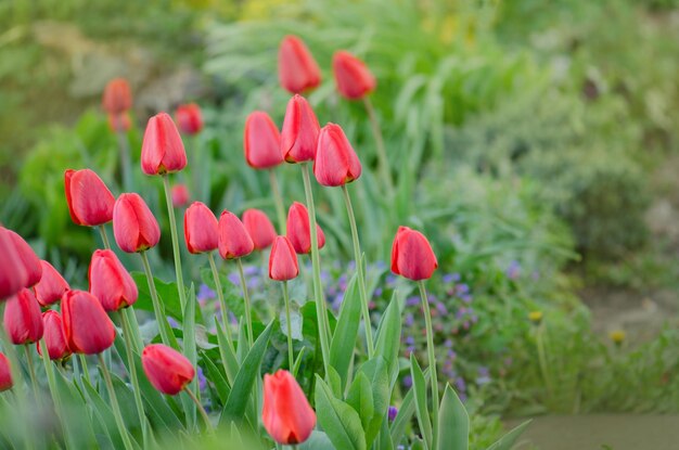 Bellissimo tulipano rosso Tulipani rossi con foglie verdi