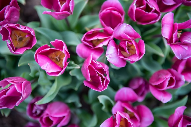 Bellissimo tulipano viola nel parco.