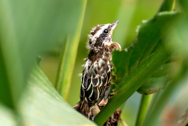 Bellissimo uccellino Pigliamosche striato in natura in Brasile