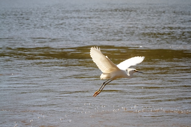 bellissimo uccello a caccia di pesci nello stagno