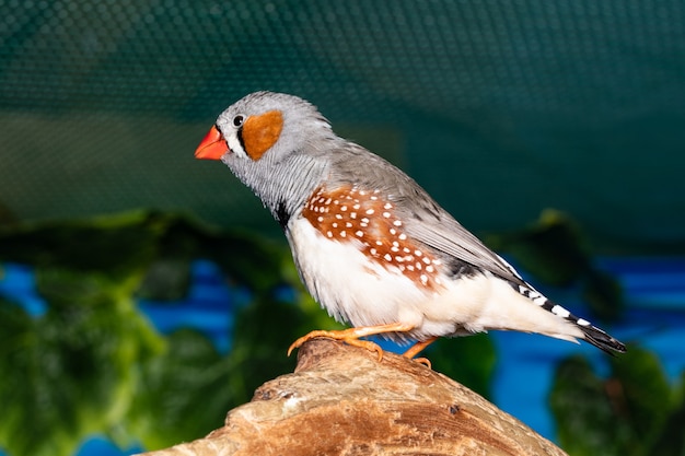 Bellissimo uccello appollaiato su un ramo