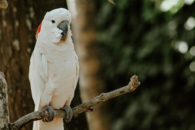 bellissimo uccello bianco