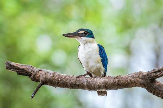 Bellissimo uccello blu in natura Martin pescatore dal collare Todiramphus chloris